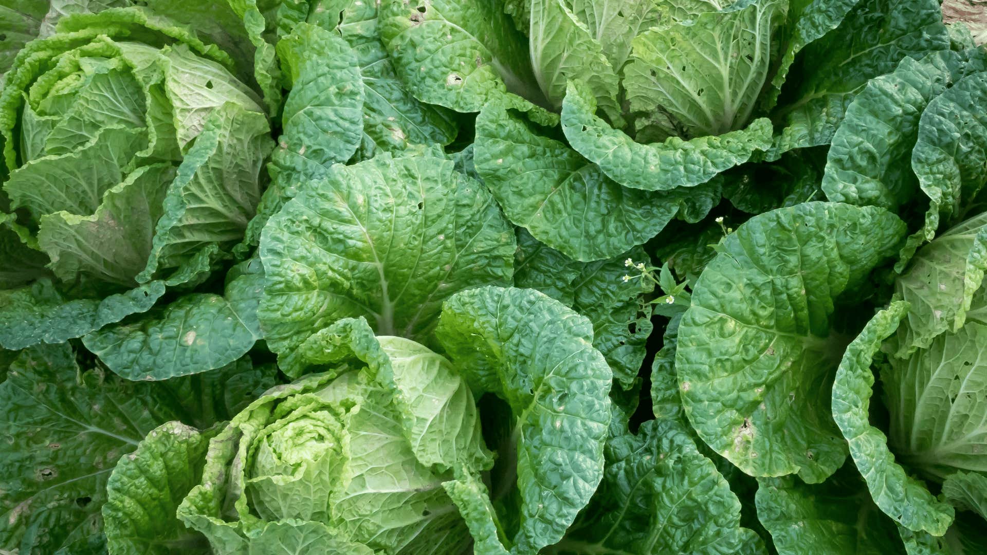 cancer prevention by eating cabbage